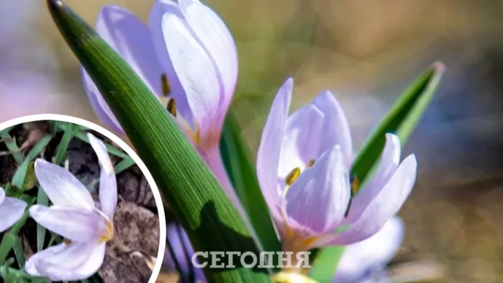 Растение занесено в Красную книгу Украины/Фото: Facebook, автор — Иван Русев, коллаж: "Сегодня"