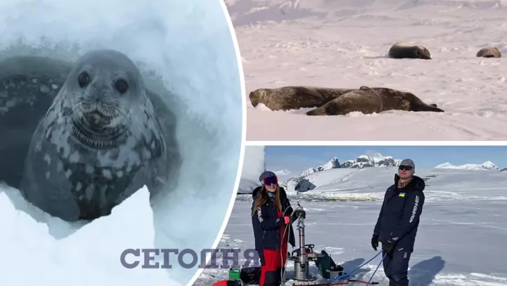 Полярники записали, как тюлени обмениваются звуками под водой