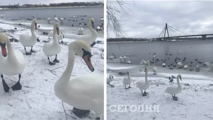 Птицы осели прямо на снегу в месте, где часто гуляют киевляне
