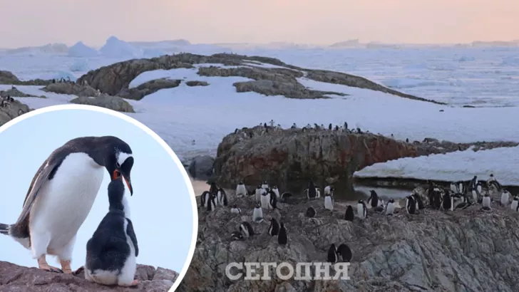 Пингвины временно обитают у"Академика Вернадского"