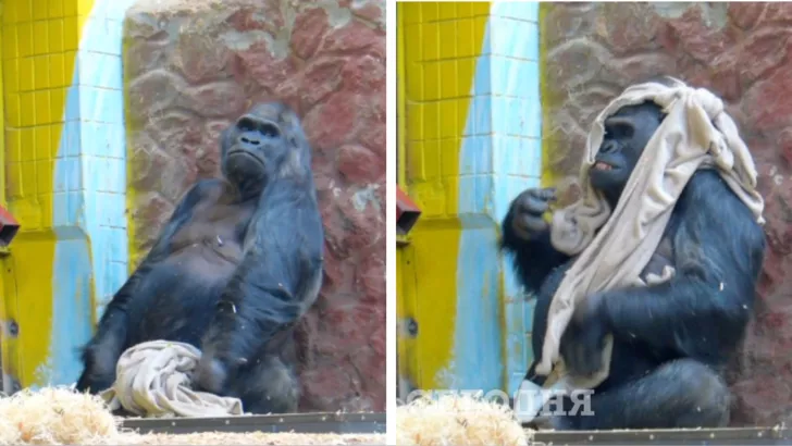 У столичному зоопарку горила знущалася з презенту