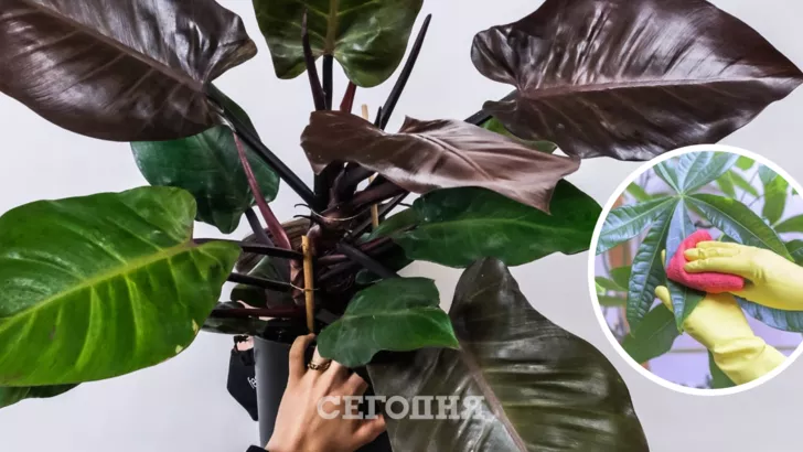 Як протирати та полірувати листя кімнатних рослин