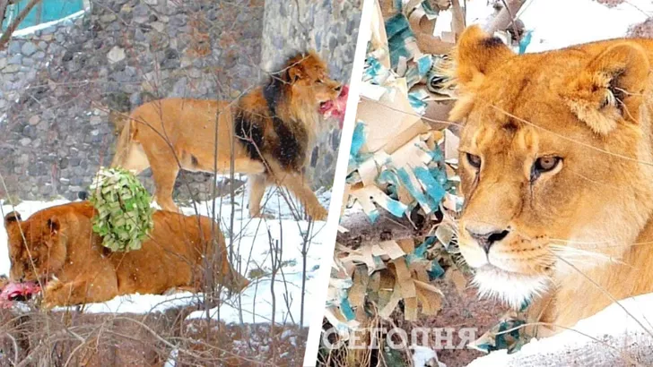 У Київському зоопарку для левів влаштують полювання на смаколики