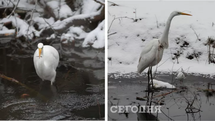 В Киеве заметили красивую птицу. Фото: коллаж "Сегодня"