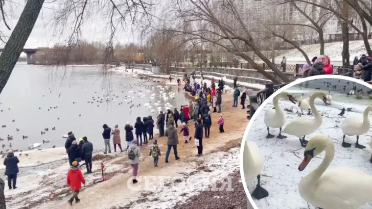 Киевляне любуются лебедями в парке