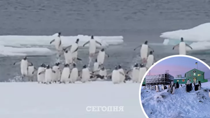 Пингвины могут прыгать на высоту до трех метров