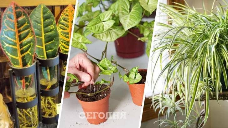 Как размножать растения разными способами