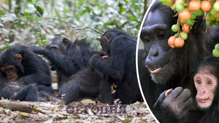 Шимпанзе научились лечить друг друга насекомыми