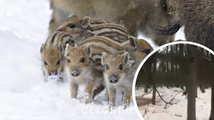 Відео прогулянки тварин зняли лісники / Колаж "Сьогодні"