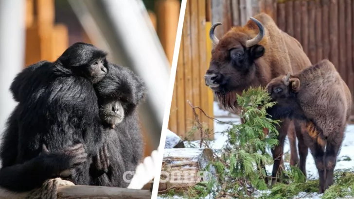 В Киевском зоопарке показали семьи животных
