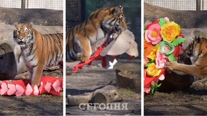 В Одесском зоопарке прошли интересные соревнования на День святого Валентина. Фото: коллаж "Сегодня"