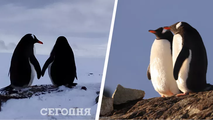 Обычно пингвины создают одну пару на всю жизнь.