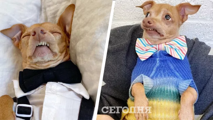 Курйозні фото Туни - найсмішнішого пса в Instagram