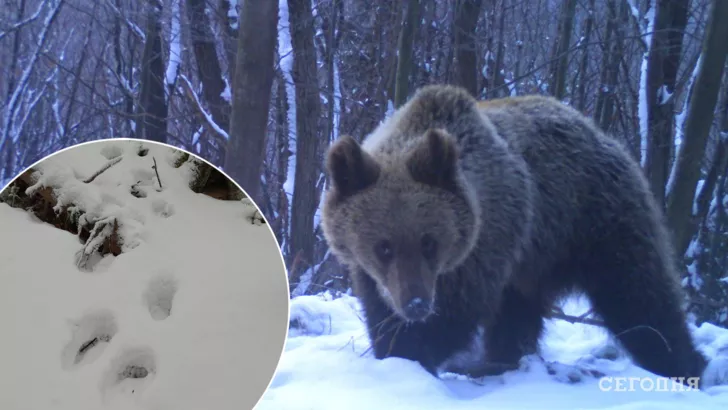 Медведи проснулись после зимней спячки/Фото: Facebook/Национальный природный парк "Сколевские Бескиды", коллаж: "Сегодня"
