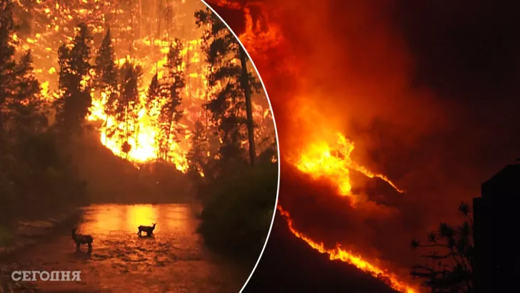Лесные пожары уничтожают территорию размером с ЕС каждый год