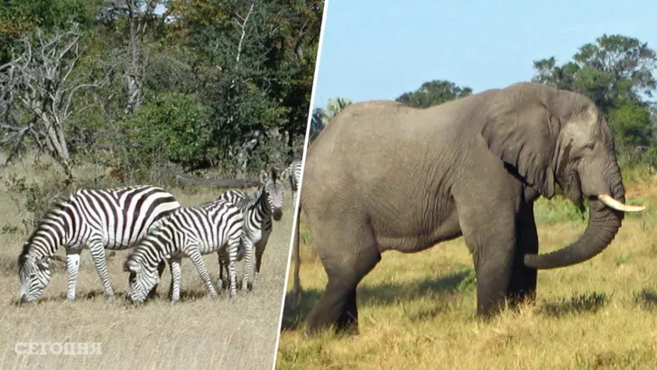 Зебр и африканских слонов спасут благодаря миллионам фото