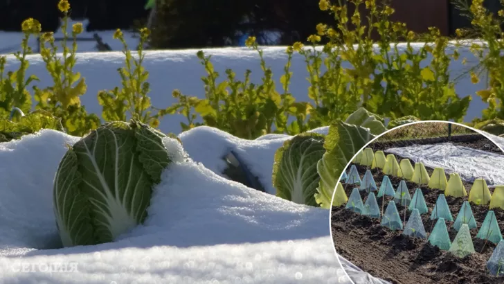 Як захистити рослини від весняних заморозків