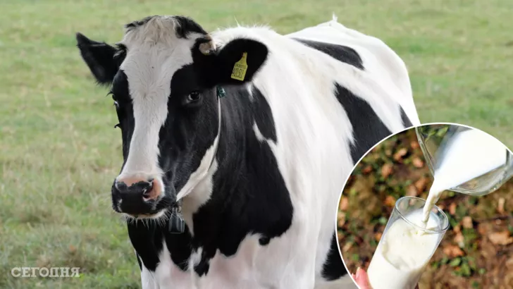 Як правильно вибрати молочну корову при покупці