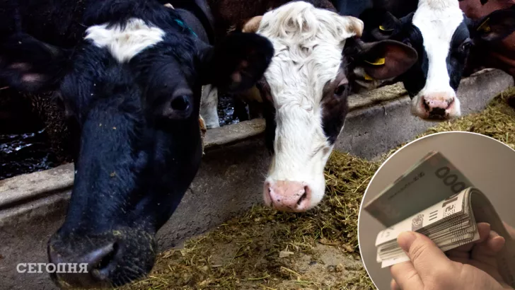 Скільки коштують молочні корови в Україні