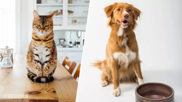 Чем кормить собак и кошек