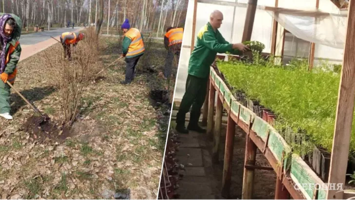 Сотрудники "Киевзеленстроя" приводят в порядок зеленые зоны Киева и выращивают в теплицах цветы / коллаж "Сегодня"