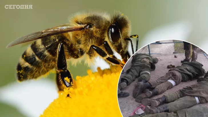 Гіркий агресор та солодка Україна - орки замінували вулик, але добрих людей врятували бджоли
