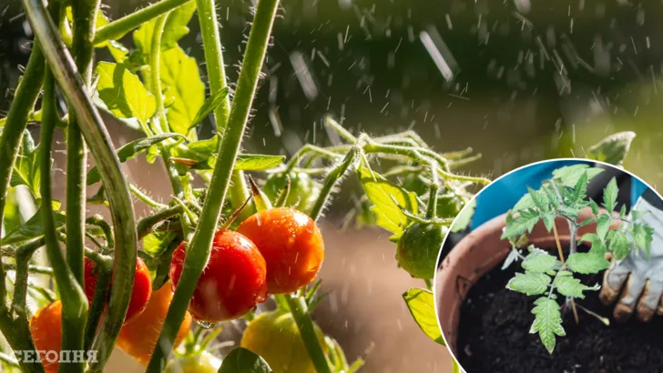 Как защитить огород от обильного дождя