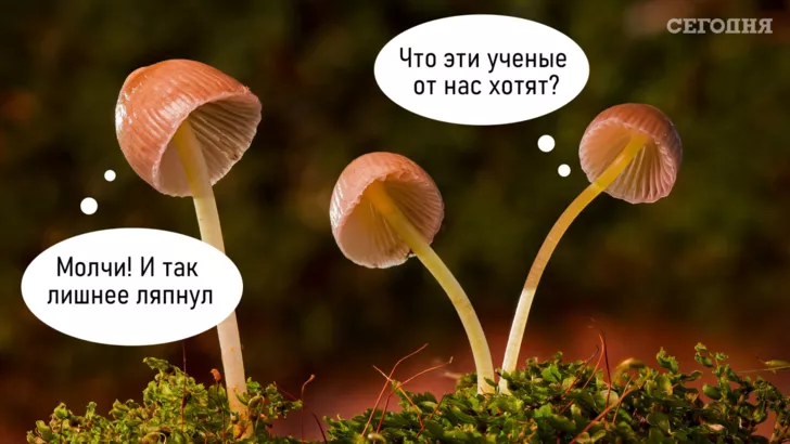 Вчені підслухали розмову грибів
