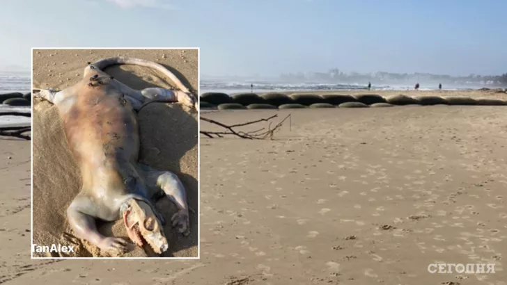 Неизвестное животное выбросило на пляж в Австралии