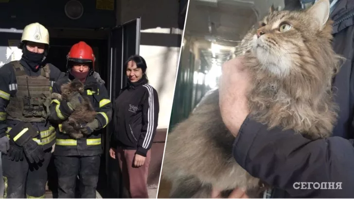 В Харкові під завалами врятували кота.