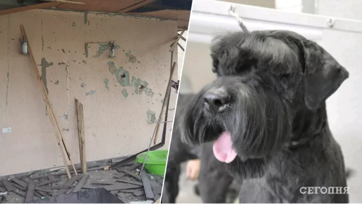 Собаку Зару врятували з-під Гостомеля. Фото: колаж "Сьогодні"