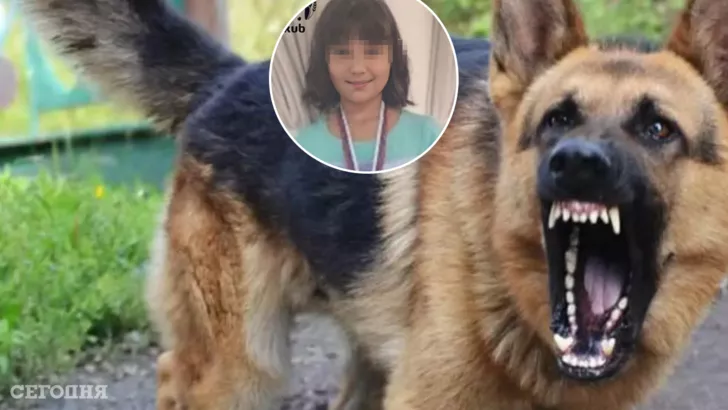 Девочка полезла к собакам через забор