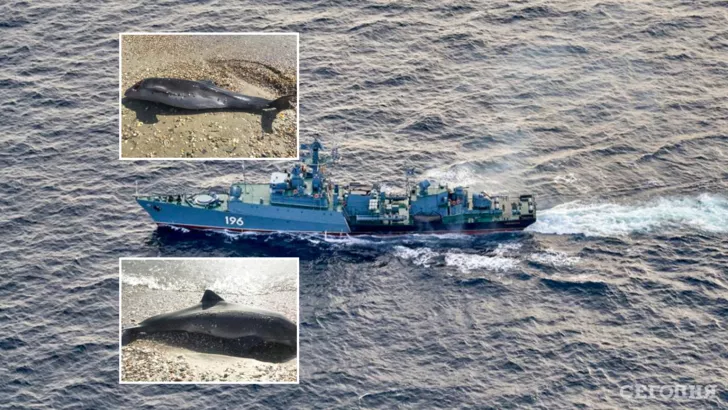 Из-за действий ЧФ РФ в Черном море гибнут дельфины