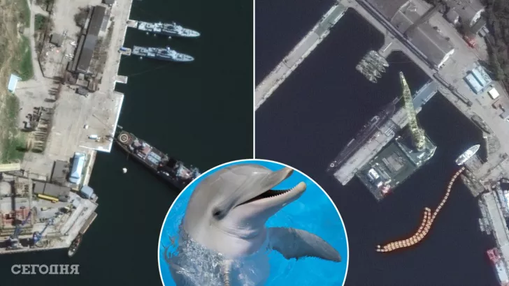 Росія використовує дельфінів на військових об'єктів