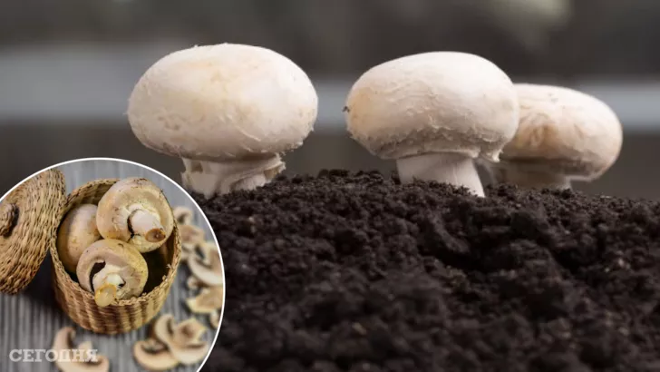 Як виростити гриби в домашніх умовах