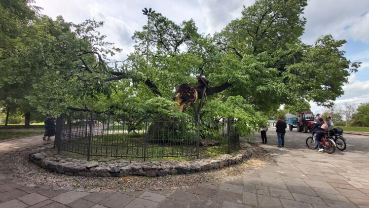 400-річне дерево, яке постраждало від урагану в Києві 12 травня 2022 року, зараз вивчають вчені. Їхній висновок – липа буде жити.