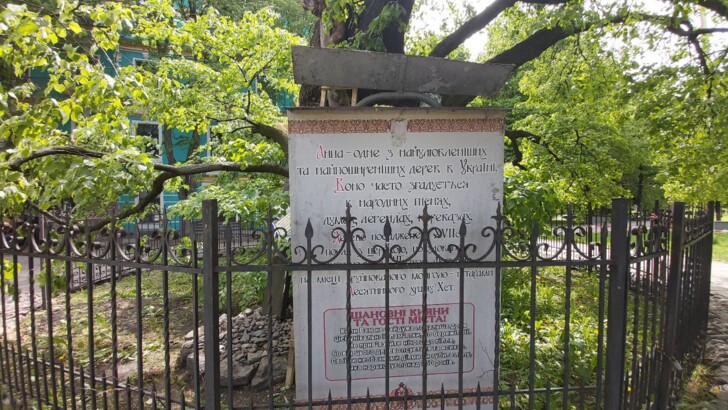 400-летнее дерево, пострадавшее от урагана в Киеве 12 мая 2022, сейчас изучают ученые. Их вывод – липа будет жить. | Фото: "Сегодня"