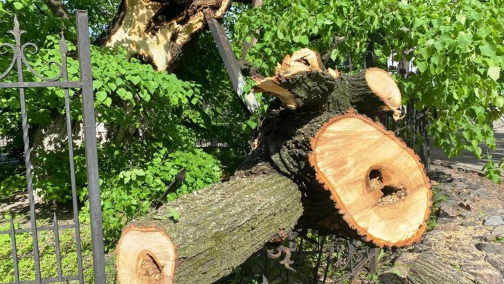 400-річне дерево, яке постраждало від урагану в Києві 12 травня 2022 року, зараз вивчають вчені. Їхній висновок – липа буде жити.
