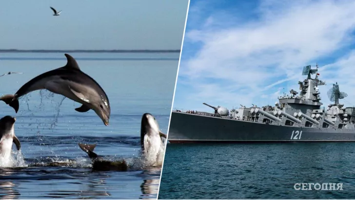 Военные корабли РФ стали причиной гибели дельфинов и некоторых рыб в Черном море. Коллаж "Сегодня"