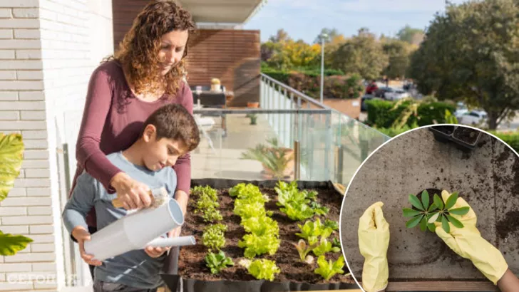 Что и как можно выращивать на балконе