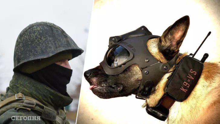 Снаряжение собак украинского спецназа стоит дороже, чем экипировка роты солдат РФ