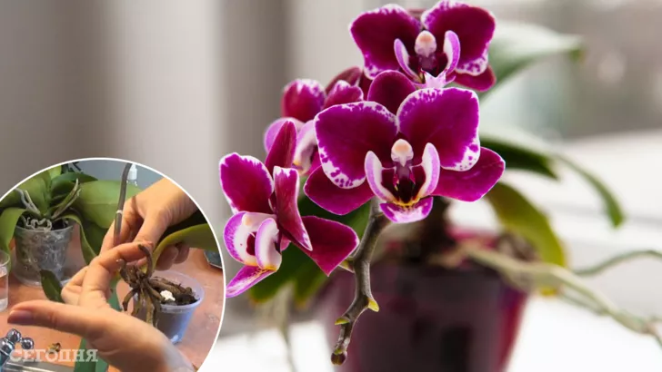 Як реанімувати орхідею
