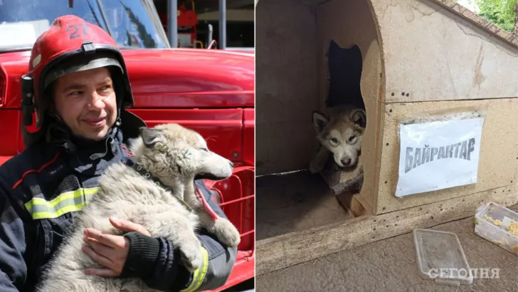 Спасатели оставили себе щенка, которого нашли в завалах. Фото: коллаж "Сегодня"