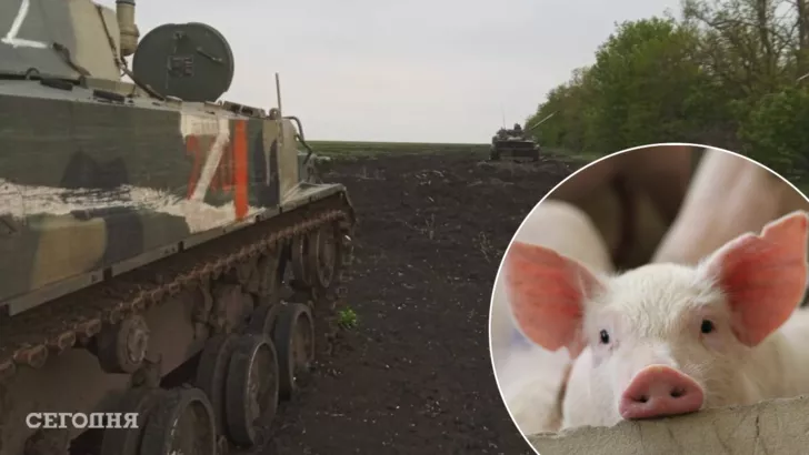 Оккупанты похитили свинью и попали в засаду украинских военных