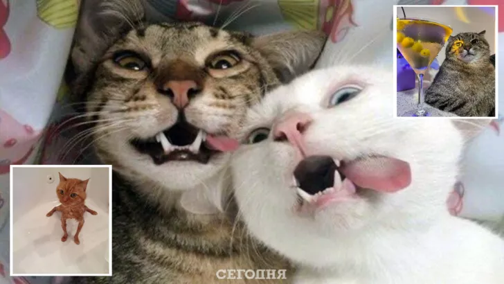 15 смішних фото котів