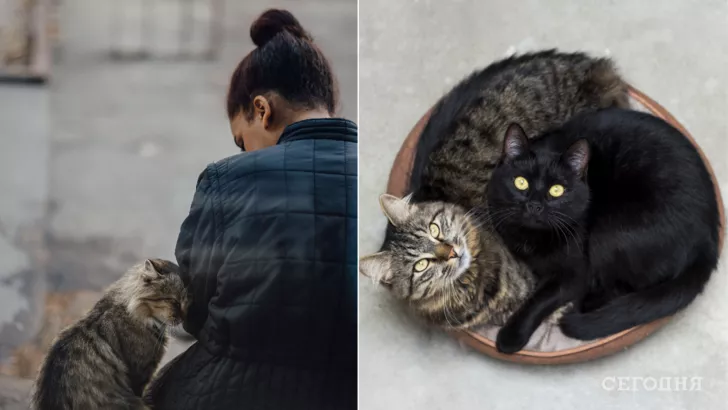 Если взяли животное с улицы и у вас уже есть кот, то сначала покажите найденыша ветеринару, а потом - подружите пушистиков