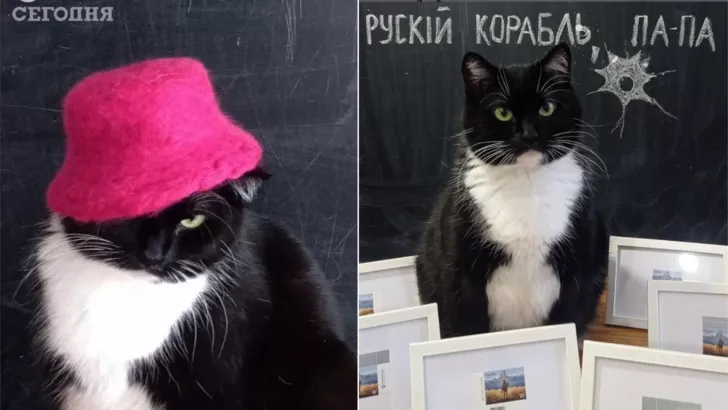 У кота Степана ще один конкурент - блогер кіт Бандера