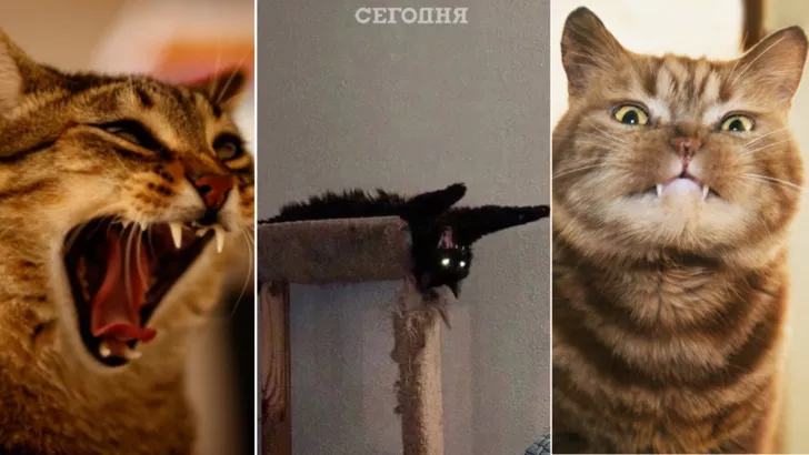 10 смешных фото кошек