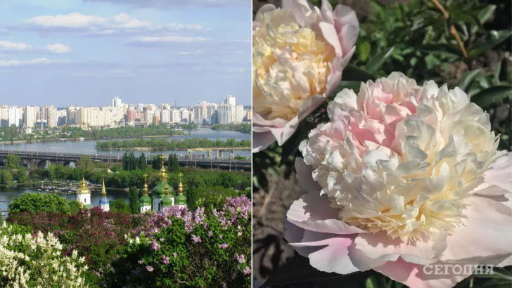 В Киеве начался сезон цветения пионов.