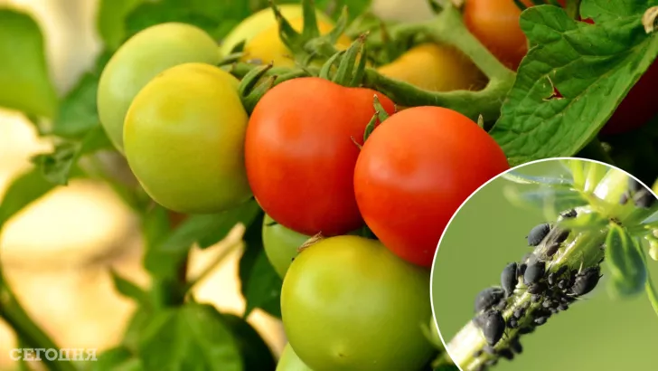 Как спасти помидоры от вредителей